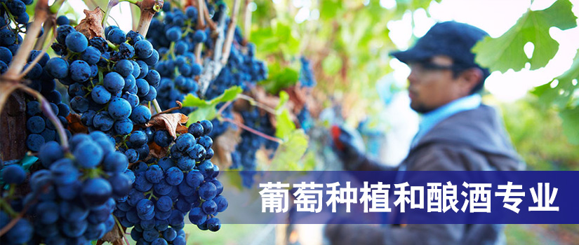 新西兰留学葡萄种植和酿酒专业